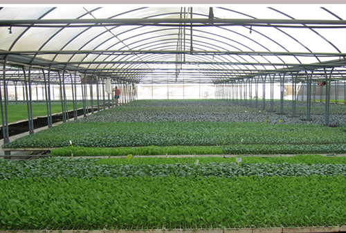 Alimentación Planter Taches